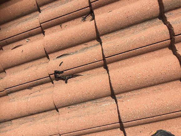 Traces d’excréments sur un toit