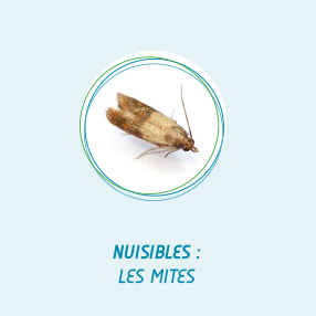 services insectesalimentaires
